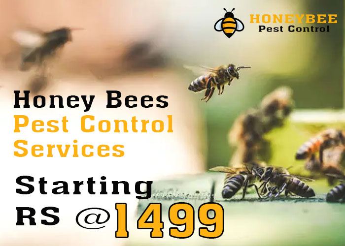 Honey Bee Pest Control
